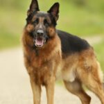 Schäferhund beißt Jugendlichen auf Feldweg bei Neuburg