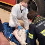 Feuerwache wird zur Notfall-Tierklinik: Feuerwehr München rettet verletzten Schwan