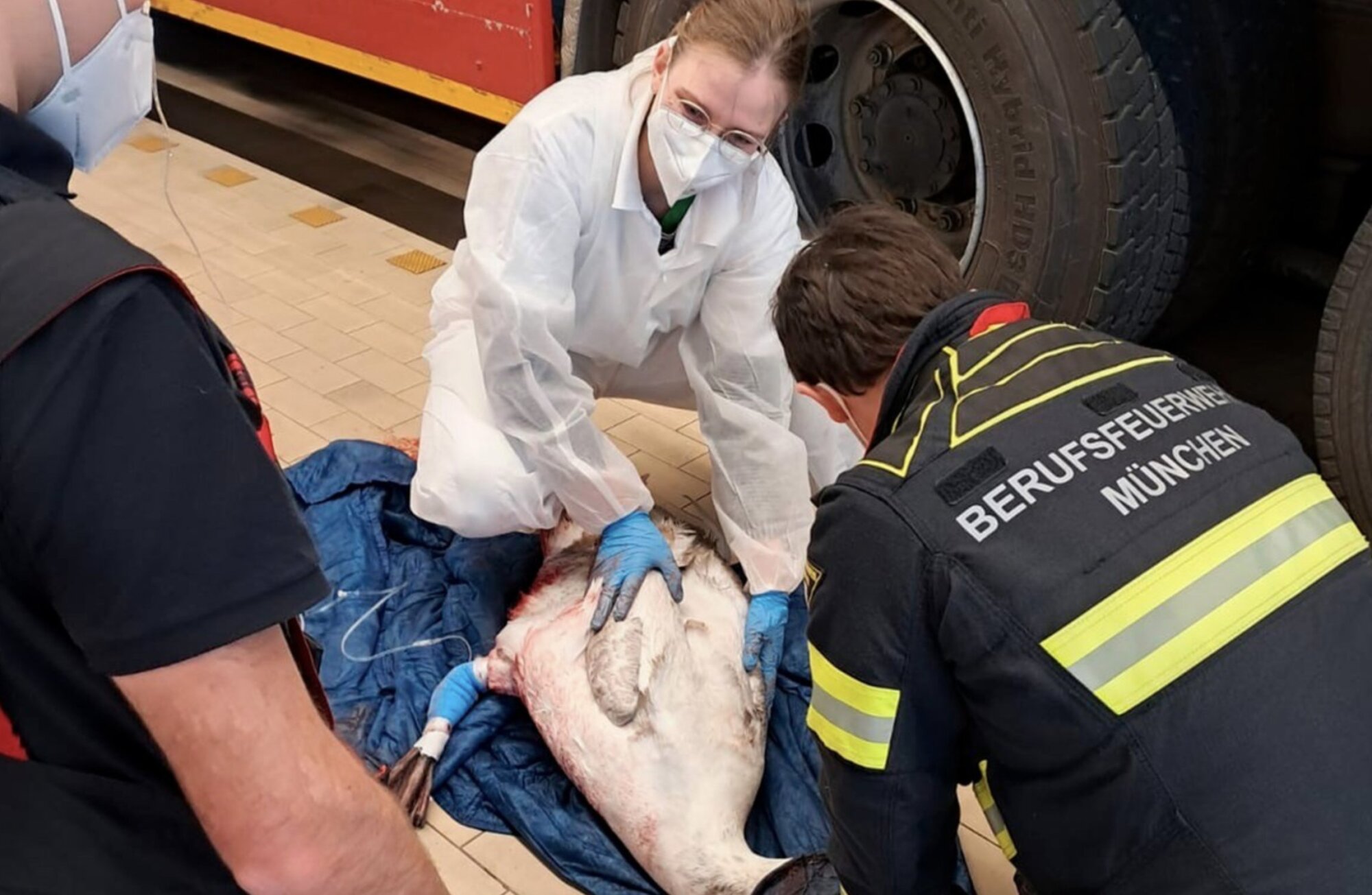 Feuerwache wird zur Notfall-Tierklinik: Feuerwehr München rettet verletzten Schwan