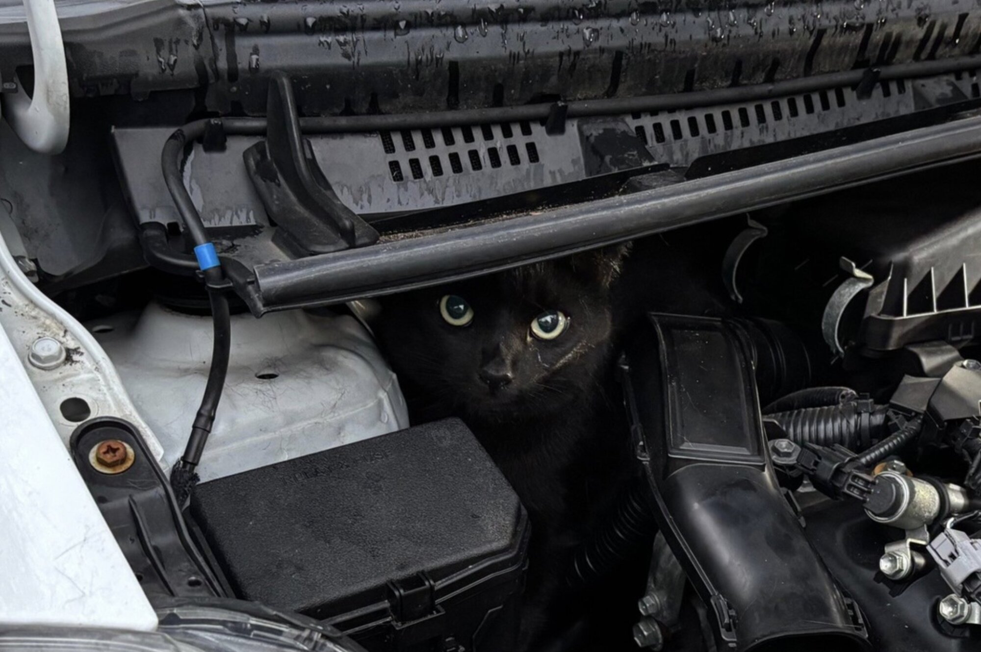 Stubenpanther in Not: Feuerwehr München rettet neugierigen Kater aus Motorraum