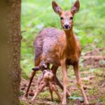 Wildtiere brauchen jetzt Ruhe | Augsburger Forstverwaltung ruft zu Rücksichtnahme auf
