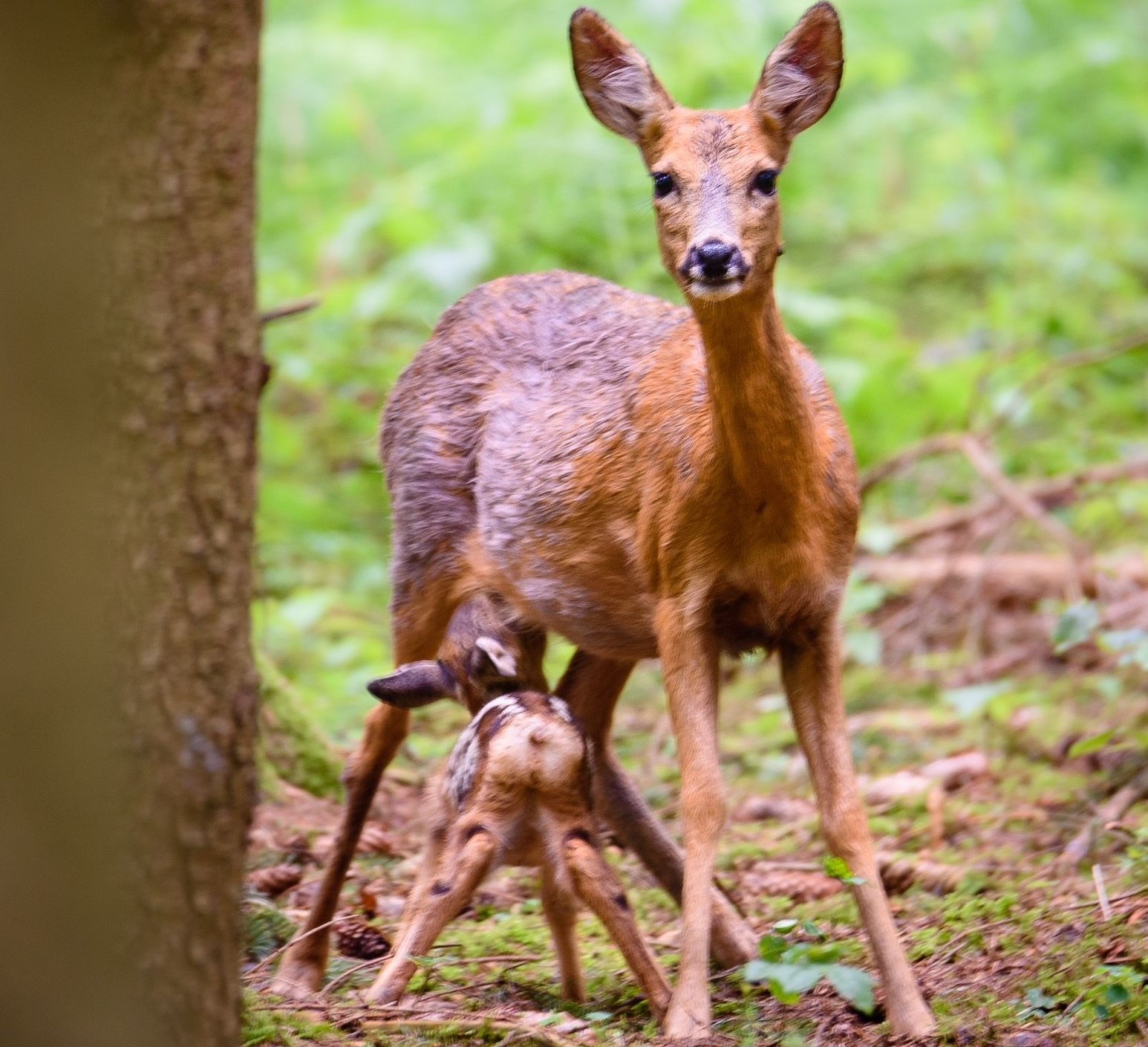 Wildtiere brauchen jetzt Ruhe | Augsburger Forstverwaltung ruft zu Rücksichtnahme auf