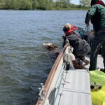 Kuh auf Abwegen: Spektakuläre Rettungsaktion in der Donau bei Neuburg