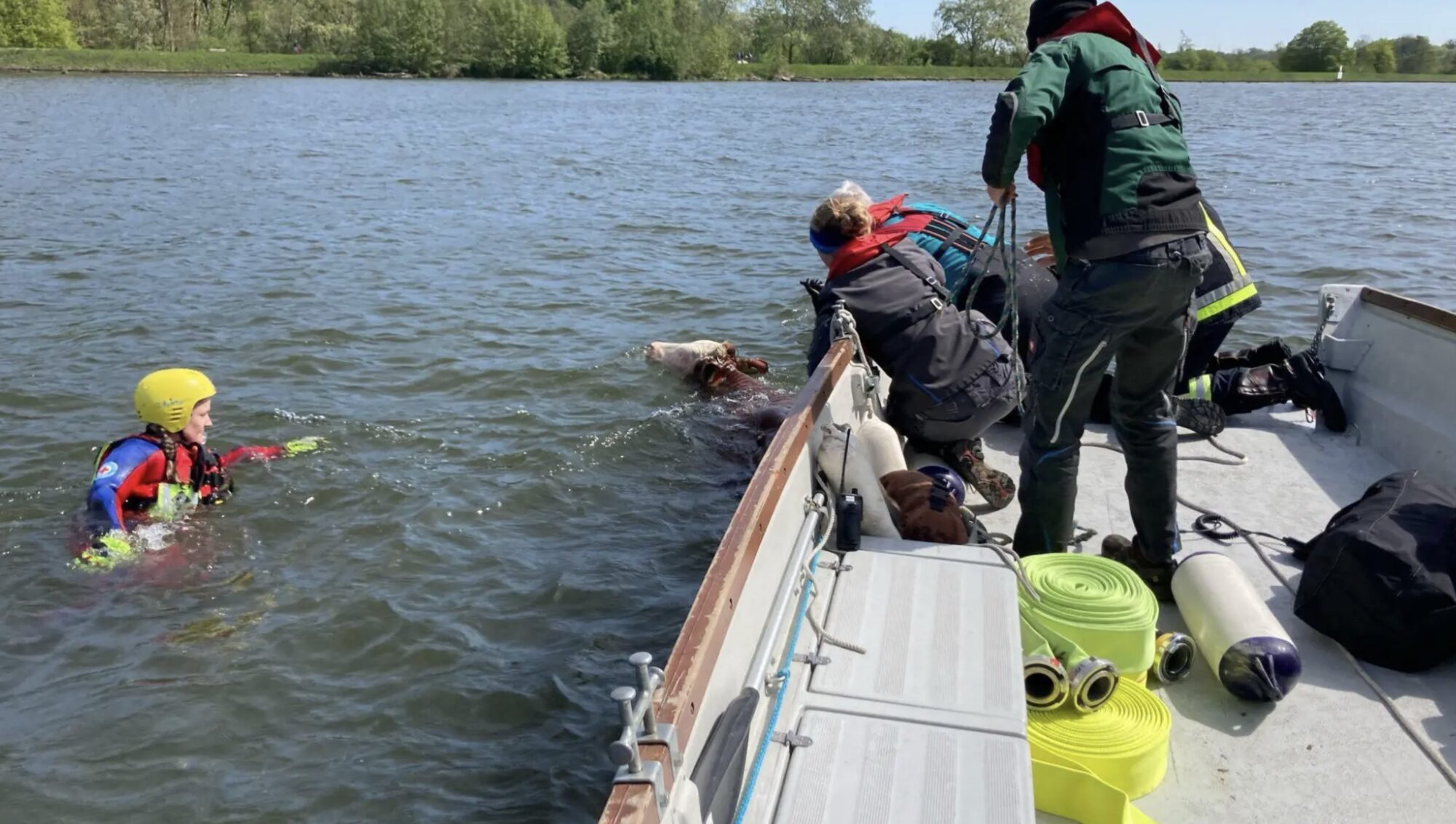 Kuh auf Abwegen: Spektakuläre Rettungsaktion in der Donau bei Neuburg