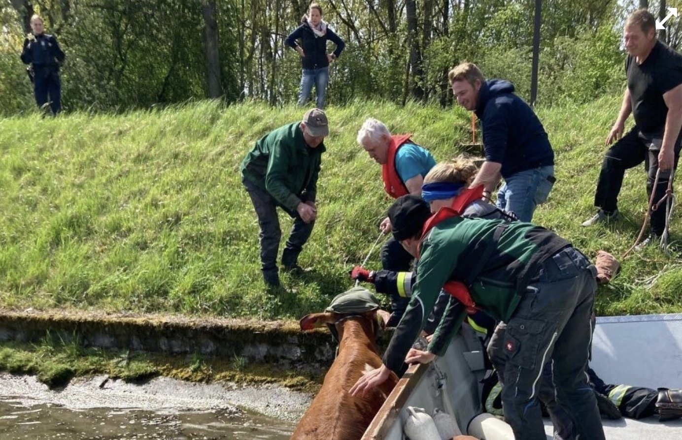 Kuh auf Abwegen: Spektakuläre Rettungsaktion in der Donau bei Neuburg 3 Kuh Auf Abwegen: Spektakuläre Rettungsaktion In Der Donau Bei Neuburg
