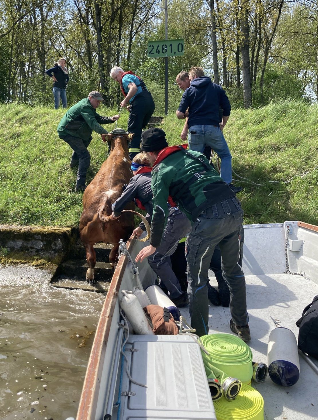 Kuh auf Abwegen: Spektakuläre Rettungsaktion in der Donau bei Neuburg 4 Kuh Auf Abwegen: Spektakuläre Rettungsaktion In Der Donau Bei Neuburg