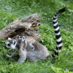 Ostern im Zoo Augsburg – Ein tierisches Vergnügen für die ganze Familie