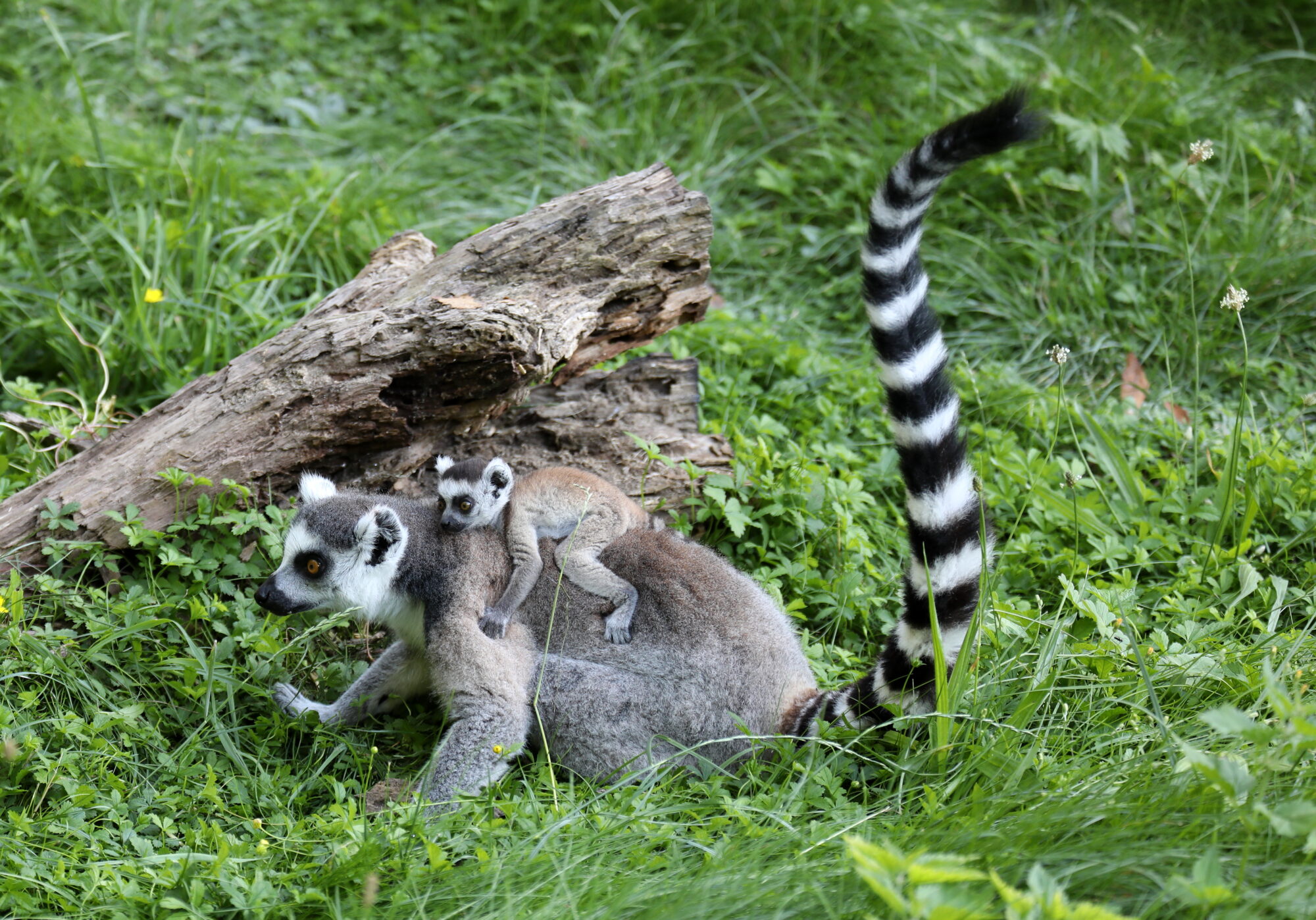 Ostern im Zoo Augsburg – Ein tierisches Vergnügen für die ganze Familie