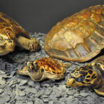 „Von Schildkröten und Menschen“ | Neue Sonderausstellung im Naturmuseum Augsburg