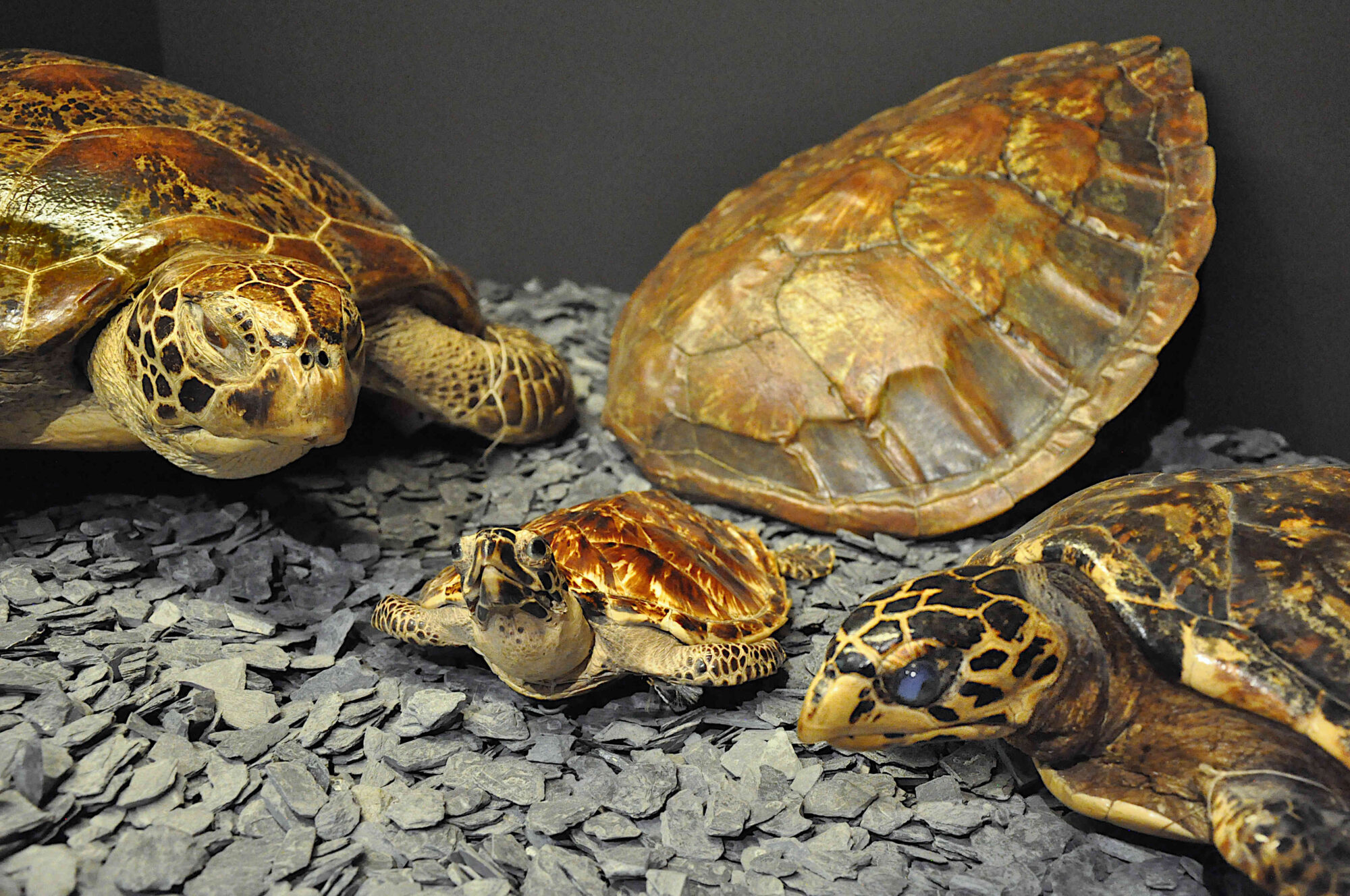 „Von Schildkröten und Menschen“ | Neue Sonderausstellung im Naturmuseum Augsburg