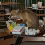 Ungewöhnlicher Besucher bei McDonalds in Sonthofen – Junger Fuchs bedient sich an Essensresten