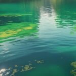 Blaualgen-Alarm am Oberacher See bei Rehling | Landratsamt warnt vor gesundheitlichen Risiken für Kinder und Hunde