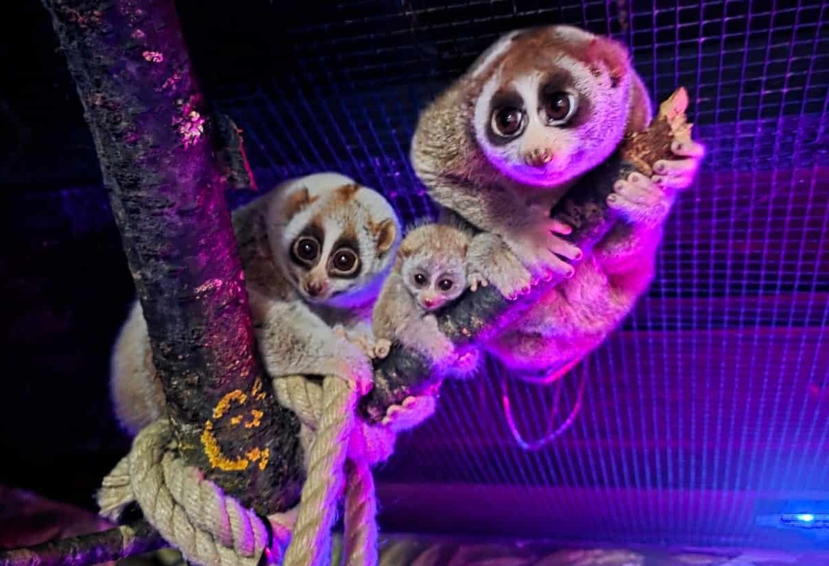 Zoo Augsburg aktuell | Ein tierisch spannender Rückblick