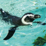 Zoo Augsburg aktuell | Ein tierischer Sommer