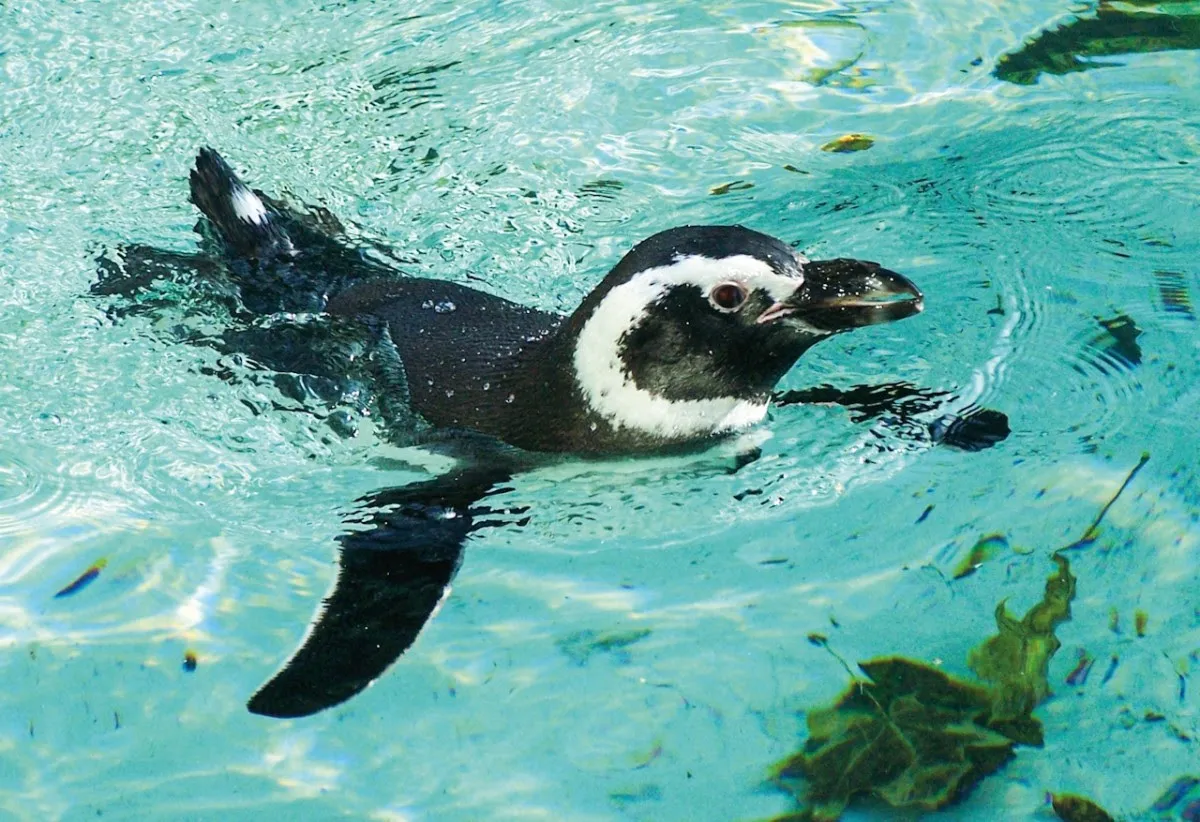 Zoo Augsburg aktuell | Ein tierischer Sommer