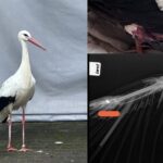 Storch mit Schussverletzung in Mindelheim entdeckt – Behörden ermitteln