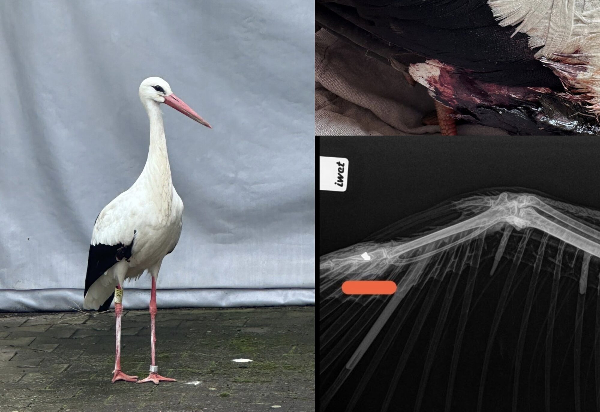 Storch mit Schussverletzung in Mindelheim entdeckt – Behörden ermitteln