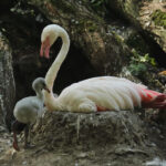 Zoo Augsburg aktuell | Ein tierscher Sommer