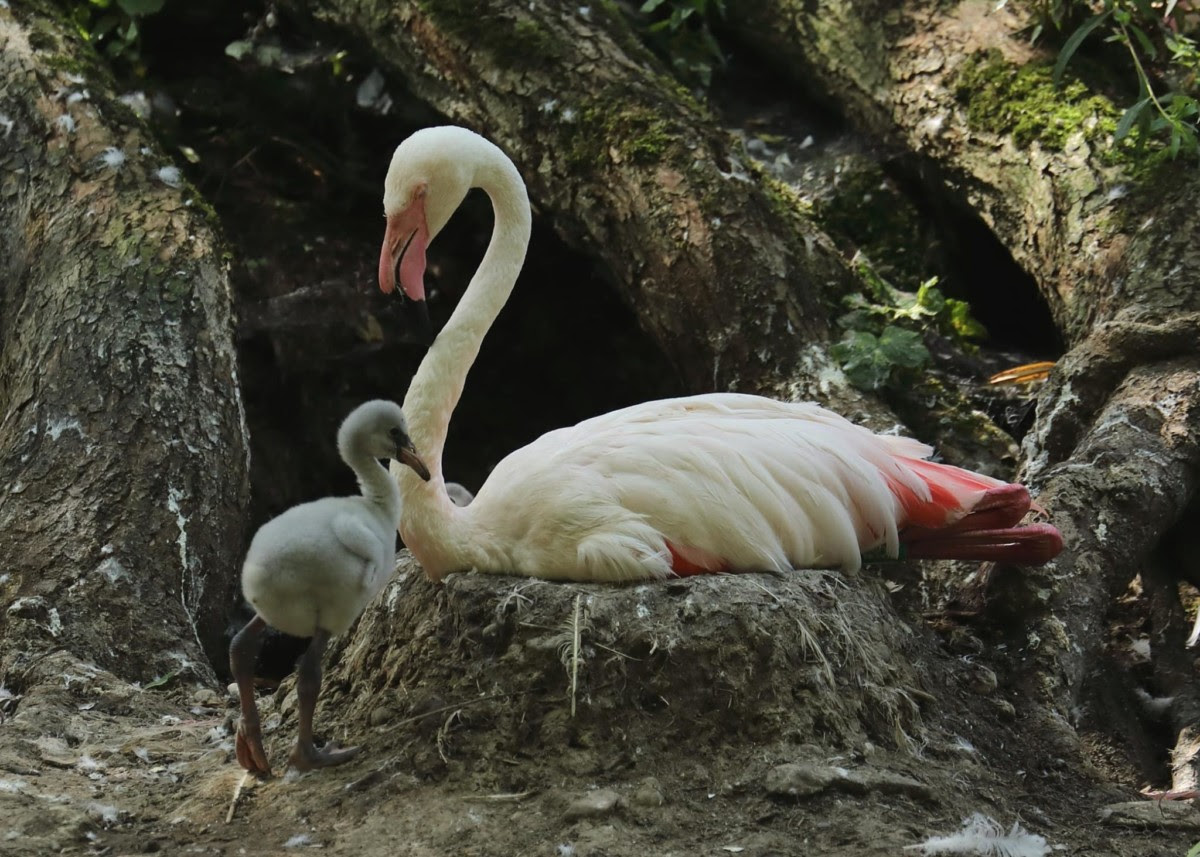 Zoo Augsburg aktuell | Ein tierscher Sommer