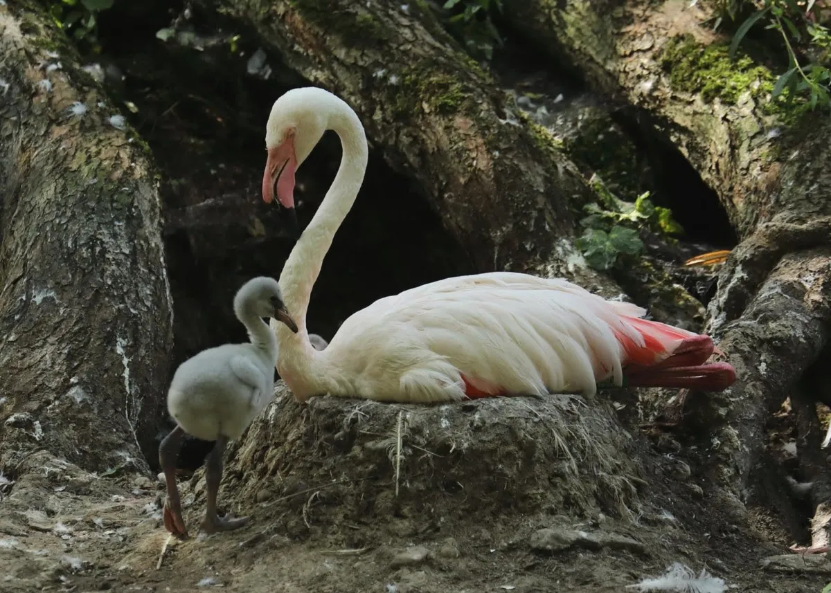 Zoo Augsburg aktuell | Ein tierscher Sommer