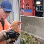 Huhn auf der A8 bei Augsburg sorgt für tierischen Feuerwehreinsatz