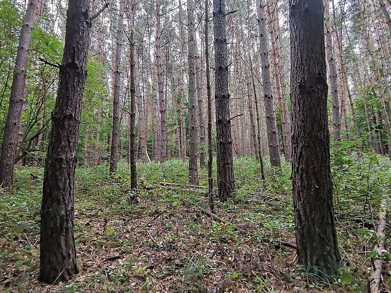 Baumschulfläche sinkt deutlich - rund elf Prozent weniger Betriebe 2 Baumschulfläche Sinkt Deutlich - Rund Elf Prozent Weniger Betriebe