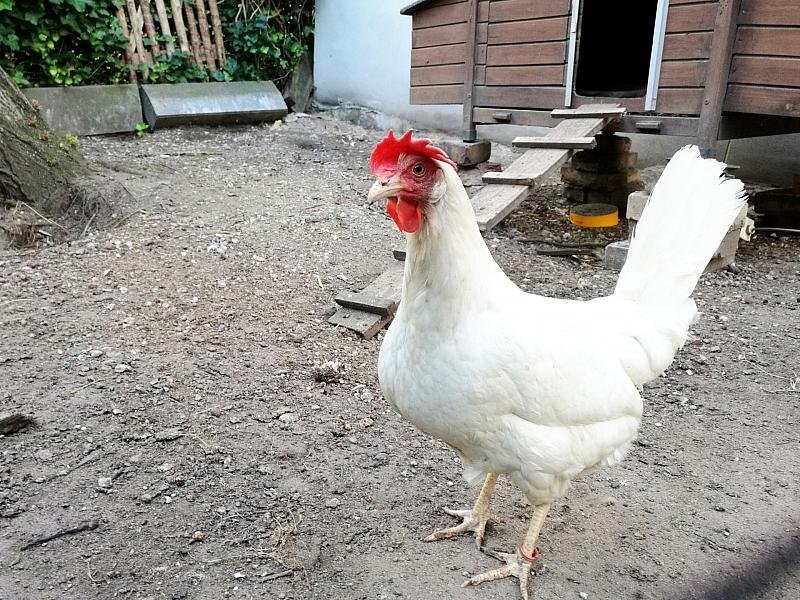 FLI: Hohes Risiko für Vogelgrippe-Ausbrüche in Geflügelhaltungen 2 Fli: Hohes Risiko Für Vogelgrippe-Ausbrüche In Geflügelhaltungen