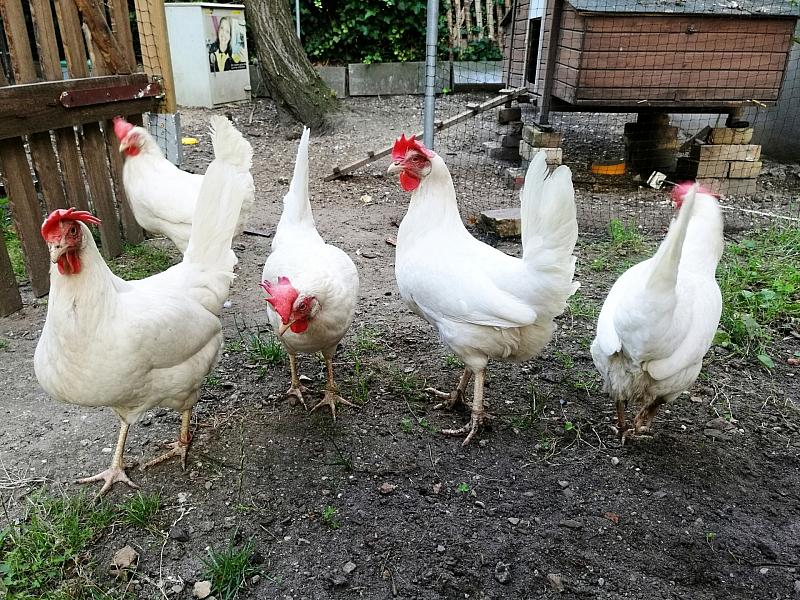 Saarland verhängt Stallpflicht wegen Geflügelpest 2 Saarland Verhängt Stallpflicht Wegen Geflügelpest