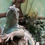 Zoo Augsburg aktuell | Es wird noch nicht wirklich ruhig im Park