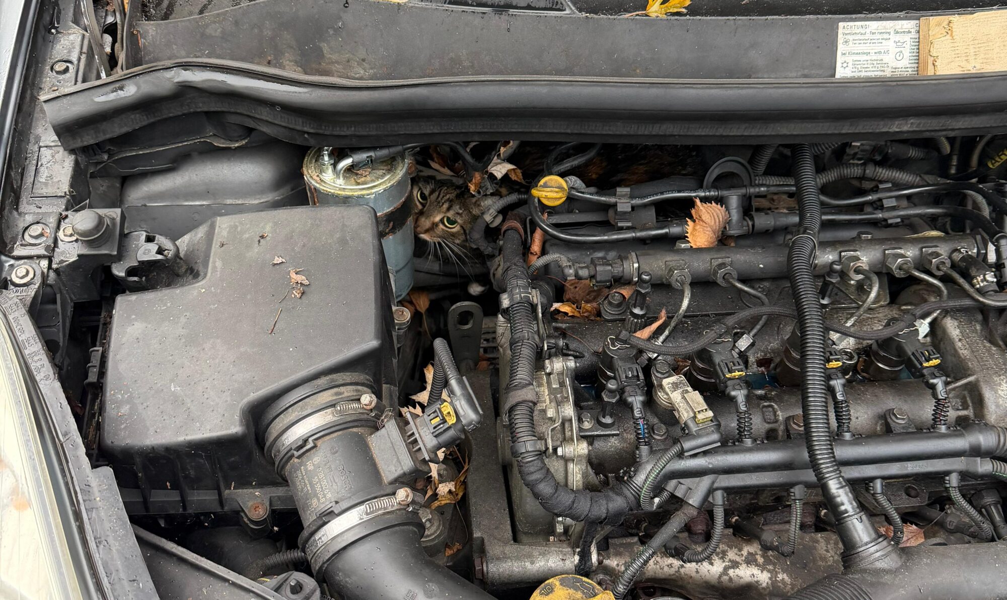 Katze in Not | Berufsfeuerwehr Augsburg befreit „Motor-Mieze“