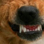 13-Jährige in Friedberg von Hund gebissen – Polizei sucht Zeugen