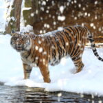 Weihnachtsfreude im Zoo Augsburg: Freier Eintritt für Kinder am Heiligabend