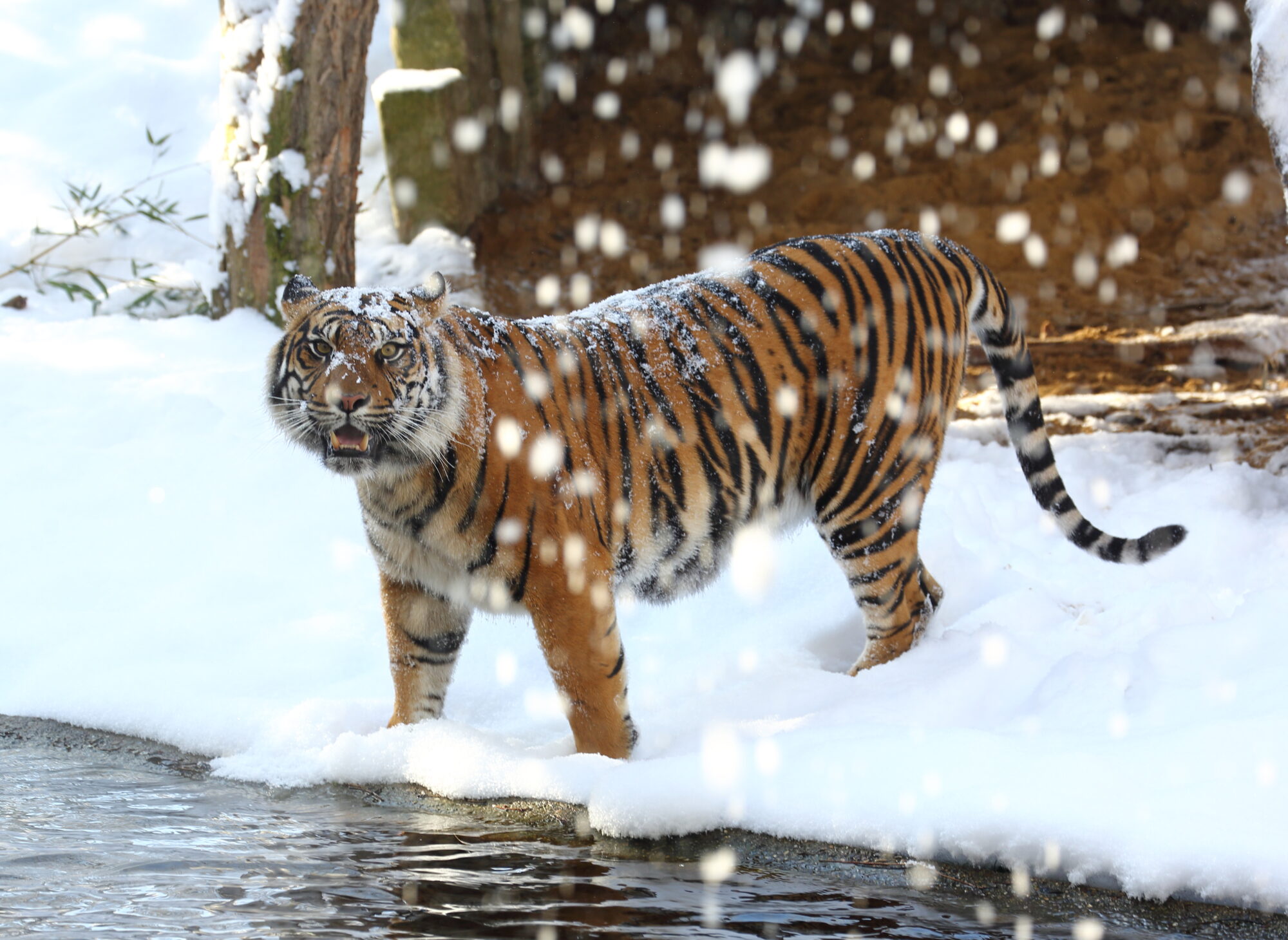 Weihnachtsfreude im Zoo Augsburg: Freier Eintritt für Kinder am Heiligabend