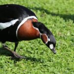 Der Zoo Augsburg war gut auf die Vogelgrippe vorbereitet