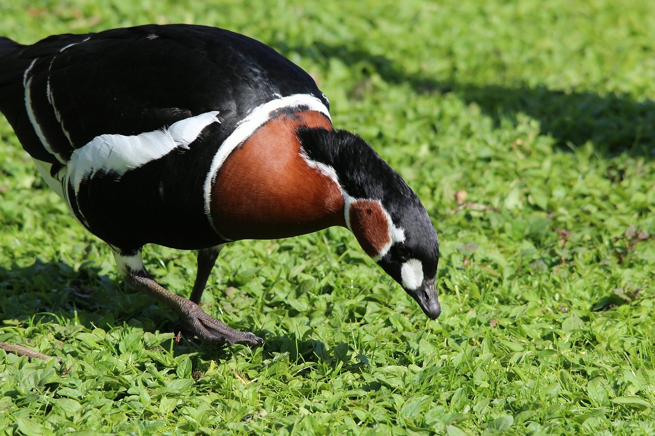Der Zoo Augsburg war gut auf die Vogelgrippe vorbereitet