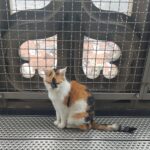 Nördlingen nimmt Abschied von Turmkatze Wendelstein: Ein Wahrzeichen auf vier Pfoten