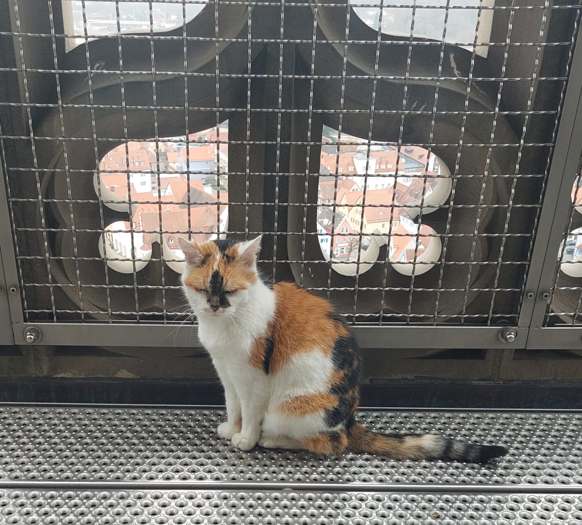 Nördlingen nimmt Abschied von Turmkatze Wendelstein: Ein Wahrzeichen auf vier Pfoten