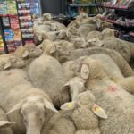 Nach Schaf-Polonaise bei PENNY – Unternehmen möchte Pate werden