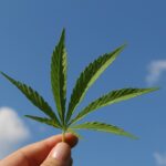 Zwischen Tradition und Innovation: Wie Cannabis neu gedacht wird