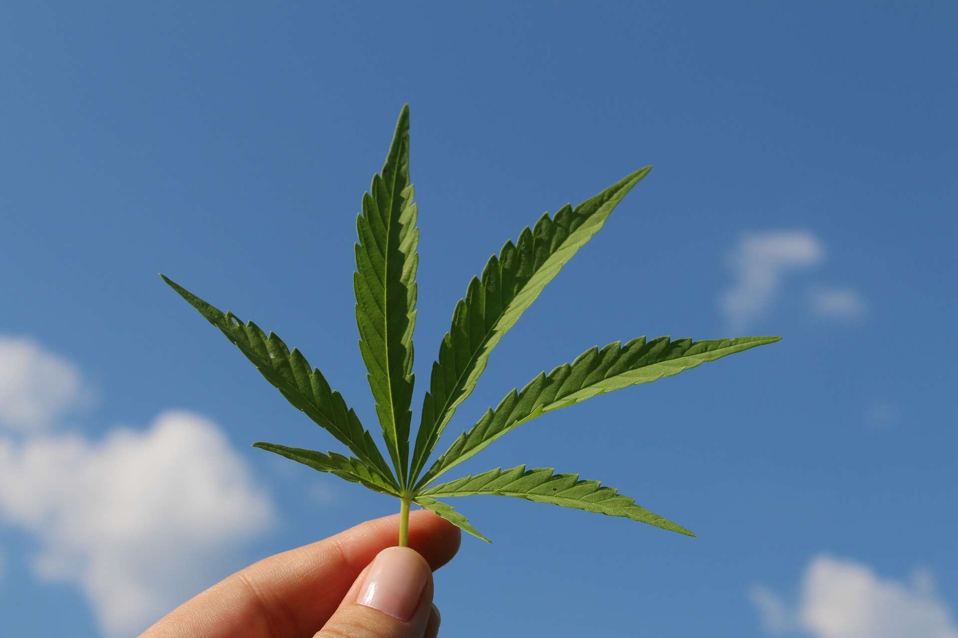 Zwischen Tradition und Innovation: Wie Cannabis neu gedacht wird
