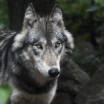 Verdacht auf Wolfssichtung im Raum Möttingen
