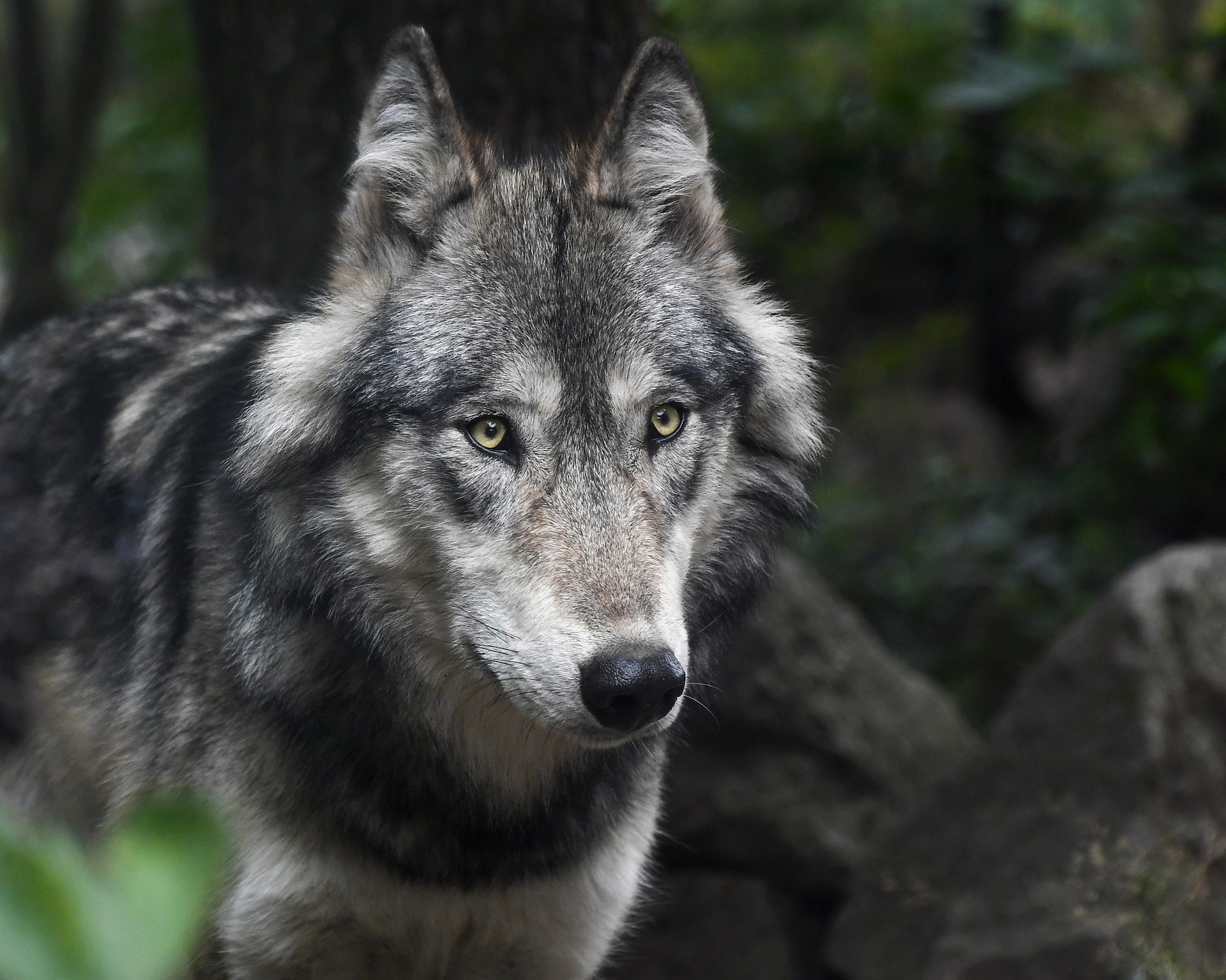 Verdacht auf Wolfssichtung im Raum Möttingen