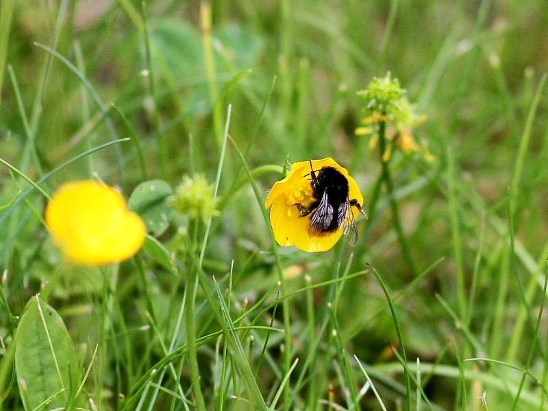 Forscher: Hummeln sind effiziente Entscheider