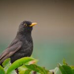 Vogelbrutzeit: Stadt ruft zu besonderer Rücksicht auf