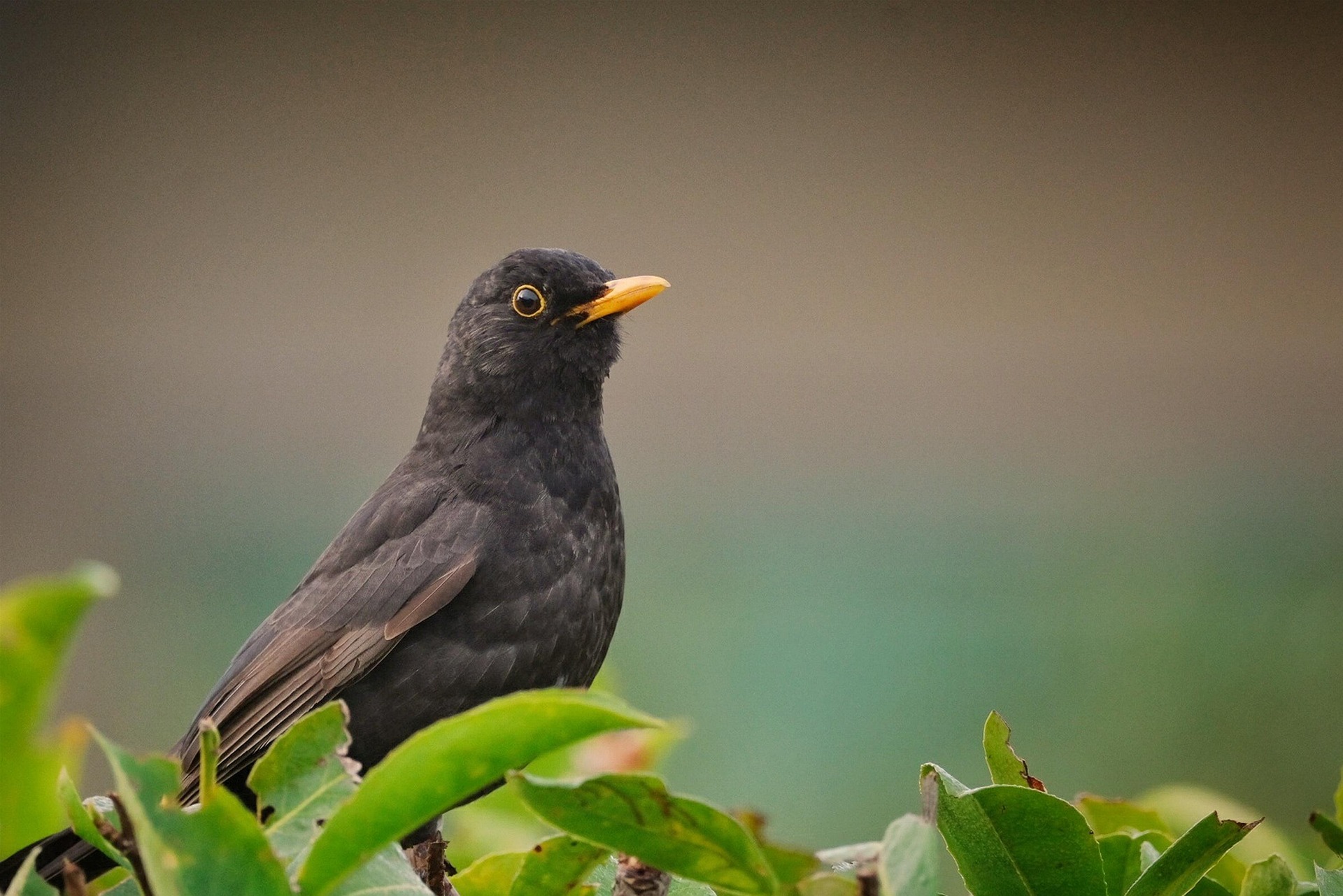 Vogelbrutzeit: Stadt ruft zu besonderer Rücksicht auf