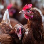 Vogelgrippe | Maßnahmen im Landkreis Aichach-Friedberg verschärft