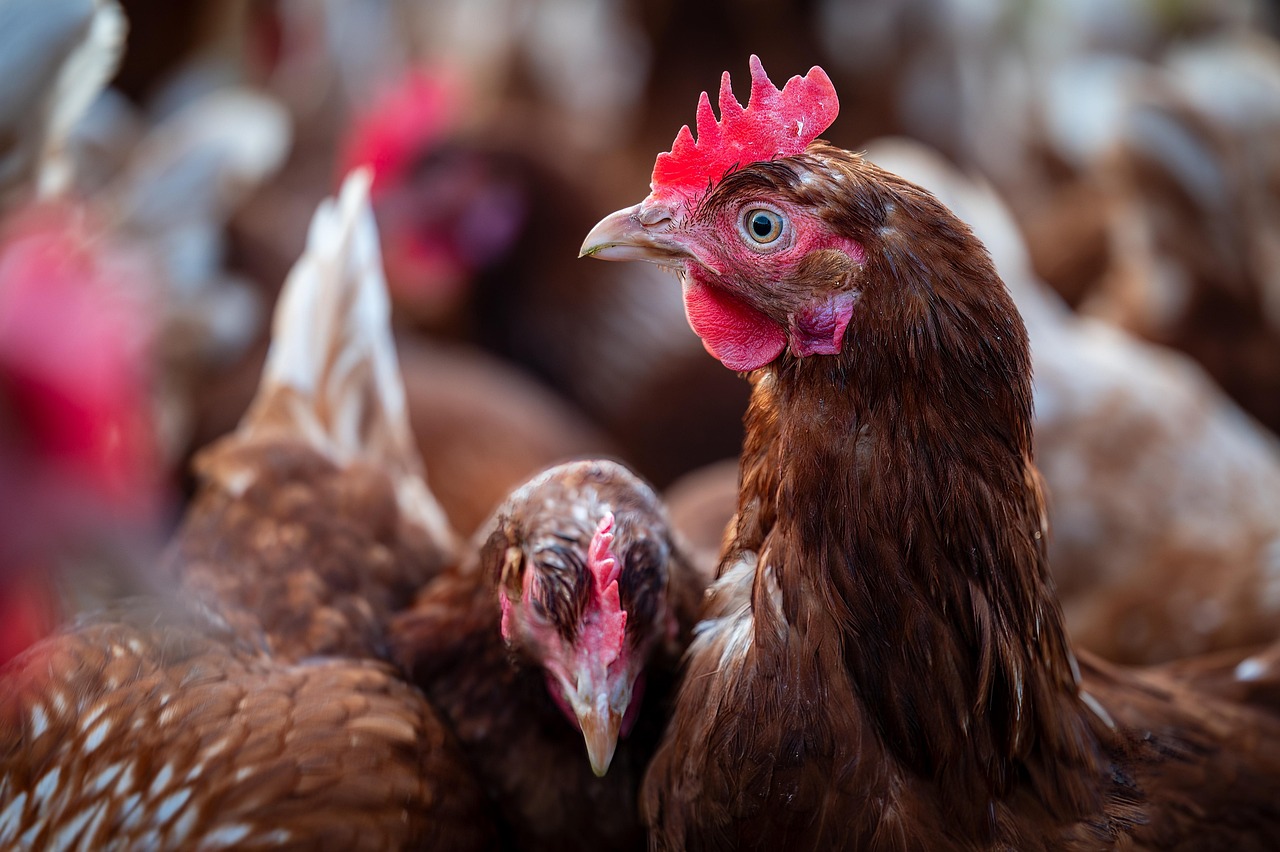 Vogelgrippe | Maßnahmen im Landkreis Aichach-Friedberg verschärft