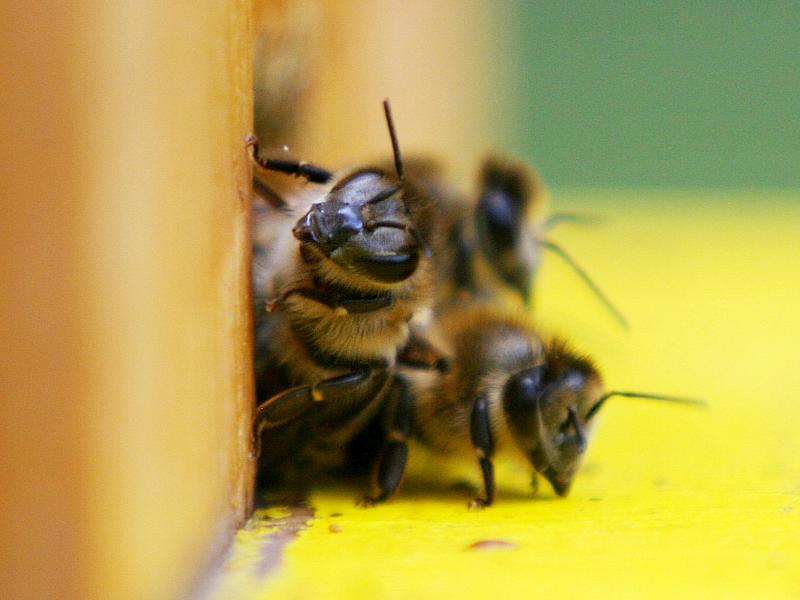 Bundestagsbienen haben harten Winter gut überstanden