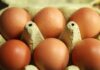 Eierproduktion 2025 leicht gestiegen