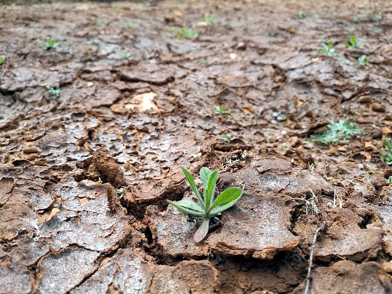 Klimaforscher Latif hält Super-El-Nino ab Herbst für möglich